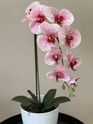 Phalaenopsis Wild Cat. Орхидея ДИКИЙ КОТ | Дикие, Орхидея, Орхидеи