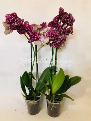 Орхидея Дикий Кот. | Цветочная Рапсодия | Дзен