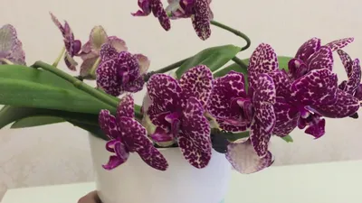 Орхидея Фаленопсис Дикий Кот 1 ст купить в Москве с доставкой | Магазин  растений Bloom Story (Блум Стори)