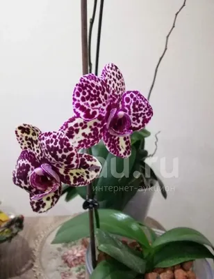 Орхидея Phalaenopsis Wild Cat