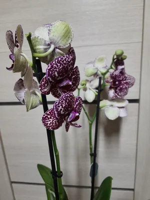 Орхидея фаленопсис дикий кот (вайлд кэт) 12/60 по цене 2 899 руб. -  Интернет-магазин Liodoro