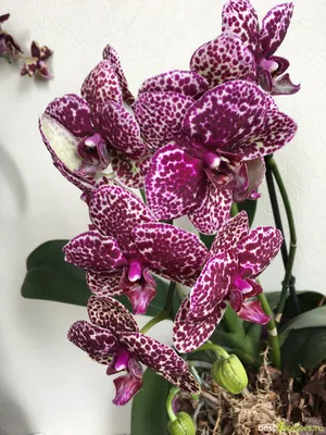 Орхидея Дикий кот, Живые растения в Санкт-Петербурге, купить по цене 3000  RUB, Цветы в горшках в SAINTPALMS с доставкой | Flowwow