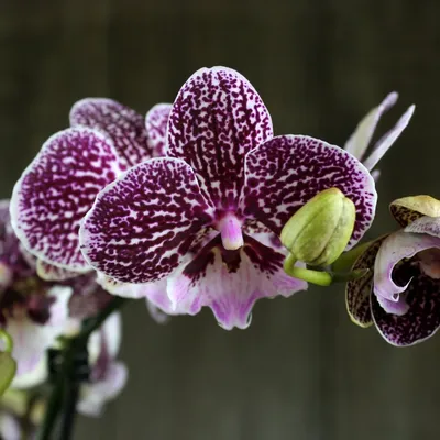 Орхидея фаленопсис дикий кот - 71 фото