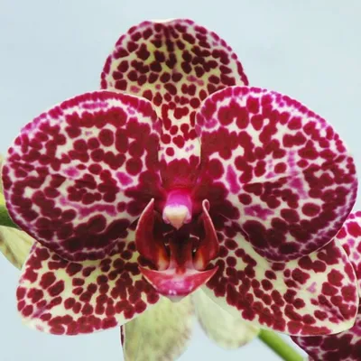 Орхидея Дикий Кот Phalaenopsis Wild Cat