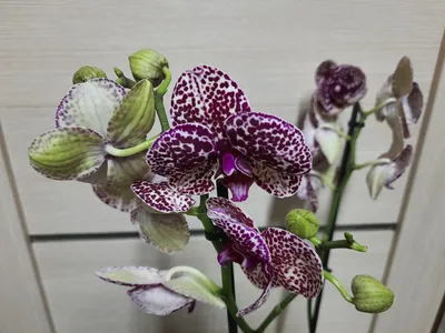 Орхидея Фаленопсис Дикий Кот купить в Москве