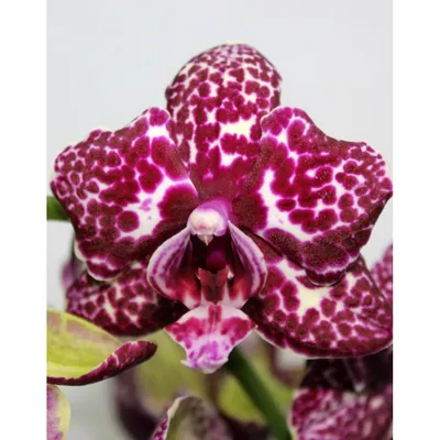 Орхидея Фаленопсис Дикий Кот | Anturium-joli-flow.ru