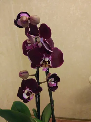 Орхидея Фаленопсис Дикий кот,на 2 - 3 цветоноса,высота 80+ (ID#1254297345),  цена: 570 ₴, купить на Prom.ua