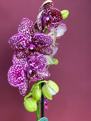 Купить орхидею фаленопсис \"Черный кот\" в Москве с доставкой
