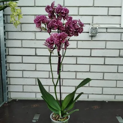 Орхидея Фаленопсис Дикий Кот 1 ст купить в Москве с доставкой | Магазин  растений Bloom Story (Блум Стори)