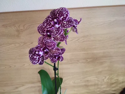 Купить орхидею фаленопсис \"Дикий кот\" в Москве с доставкой