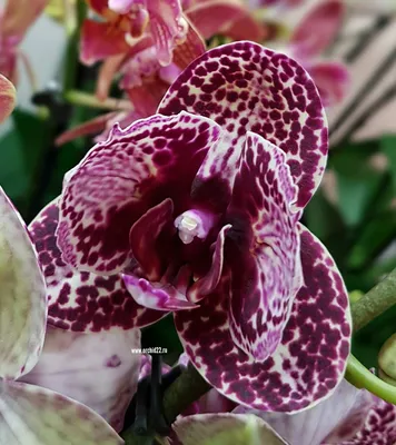 Крутая, очень-очень темная орхидея Дикий кот 🤗😍 Высота 60 см, 2 веточки,  бесконечно долго цветущий сорт! Не похож на обычного котика, значительно  темнее и интереснее 🤗 Всего 1 в наличии. Предложите цену