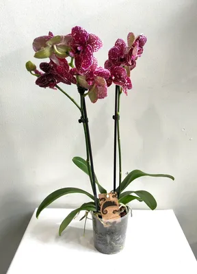 Купить Фаленопсис (орхидея) 12*40 ампельный Дикий кот (Ter Laak Orchids)  оптом | Paeonia