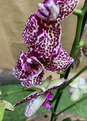 🐈Орхидея - Дикий кот! Название «Дикий кот» эта роскошная орхидея получила  благодаря своей окраске, которая немного напоминает шерсть… | Instagram