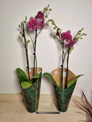 Орхидея Фаленопсис Дикий Кот или Фаленопсис Вайлд Кэт 2 ствола  (Phalaenopsis Wild Cat)