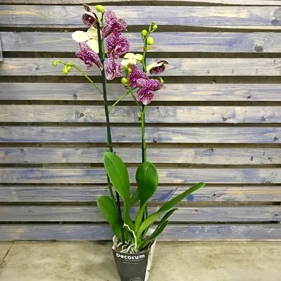 Цветущая орхидея «дикий кот» в …» — создано в Шедевруме