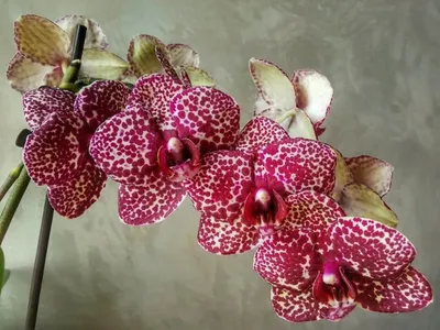 Орхидея Фаленопсис 'Дикий Кот' | купить в Минске на FlowersLand.by