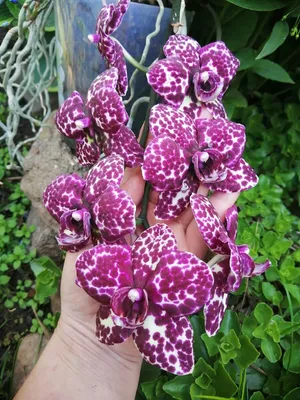 Орхидея Фаленопсис Florinda Дикий Кот Orchid Phalaenopsis Wild Cat  (ID#1868241272), цена: 660 ₴, купить на Prom.ua