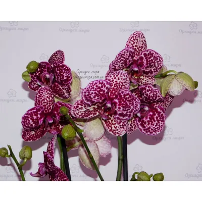 Сорт похож на дикий кот, уценка, мало бутонов. Цена - 230 грн! От трёх  растений - бесплатная упаковка! #орхидея ⠀⠀ #орхидеи ⠀⠀ #фаленопсис… |  Instagram