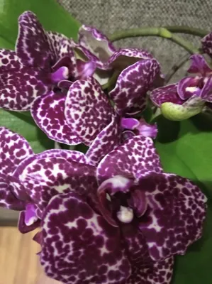 Орхидея Дикий кот: фото, описание, а также особенности цветения, ухода и  размножения в домашних условиях