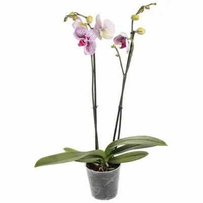 Орхидея Фаленопсис Дикий Кот или Фаленопсис Вайлд Кэт 2 ствола  (Phalaenopsis Wild Cat)