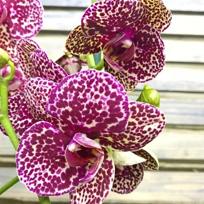 Орхидея фаленопсис «Дикий кот» легко приручается!