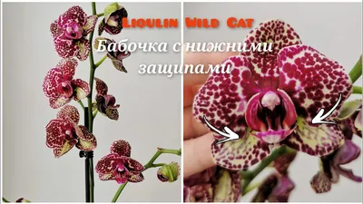 Орхидея Phal. Wild Cat - купить, доставка Украина