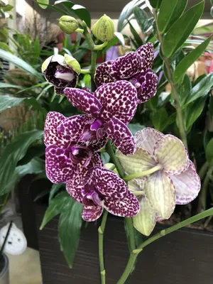 Орхидея фаленопсис Дикий кот | купить в интернет-магазине /Мильтония/