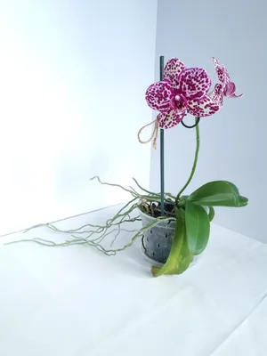 Коты цветы: кот орхидея» — создано в Шедевруме