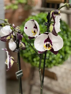 Орхидея Фаленопсис Панда ⌀12 60 см купить в Москве с доставкой | Магазин  растений Bloom Story (Блум Стори)
