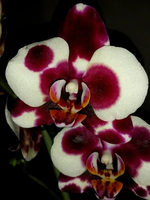 ПАНДА ПОД ЗАКАЗ - Фаленопсисы - Фаленопсисы - Самые Красивые Орхидеи