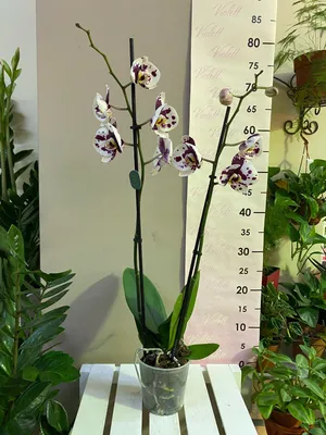 Орхидея Панда, цена 350 000 сум от ORCHIDSale, купить в Ташкенте,  Узбекистан - фото и отзывы на Glotr.uz