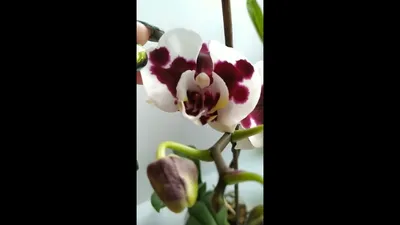 Орхидея Phal. Charming Panda big lip - купить, доставка Украина