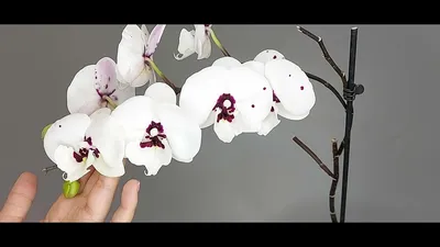 Купить Фаленопсис (орхидея) 12*45 2 ствола Test Panda (Bernhard) оптом |  Paeonia