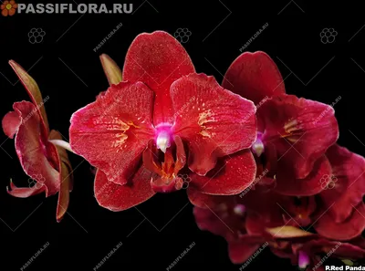 https://www.instagram.com/my_pretty_orchids/