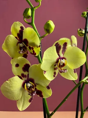 Орхидея Фаленопсис Еллоу Панда ⌀12 60 см купить в Москве с доставкой |  Магазин растений Bloom Story (Блум Стори)