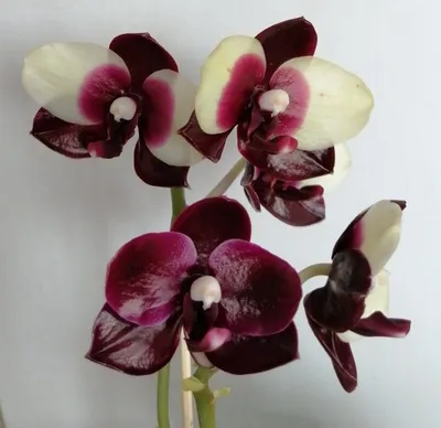 Орхидея Фаленопсис купить