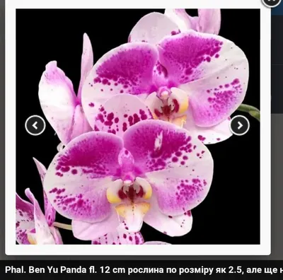 Милый цветок орхидея панда плюшевая игрушка - купить с доставкой по  выгодным ценам в интернет-магазине OZON (1316618025)