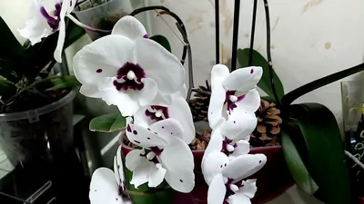 Phal. Mituo Diamond 'Panda' | Orchids, Grapes, Fruit