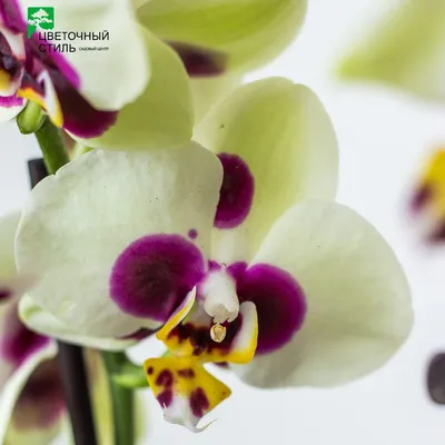 Орхидея Фаленопсис \"Panda\" (3 цветоноса, 70см)