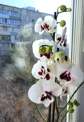 Орхидея фаленопсис - подростки крупноцветковой -12см- \"Ben Yu Panda\",м: 340  грн. - Комнатные растения Запорожье на Olx