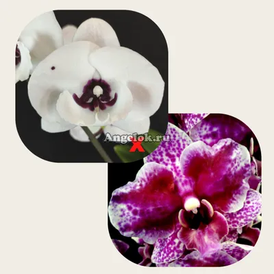 онсиевые маленькие панда-орхидеи. Стоковое Фото - изображение насчитывающей  весна, еда: 267905592