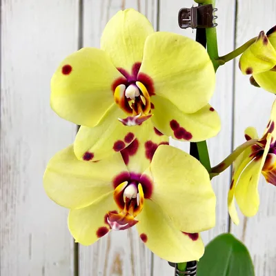 Цветка орхидеи Arlekin фаленопсиса панда прекрасного желтая Стоковое Фото -  изображение насчитывающей цветки, амстердам: 212615618