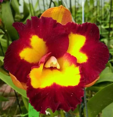 Милый цветок орхидея панда плюшевая игрушка - купить с доставкой по  выгодным ценам в интернет-магазине OZON (1336756105)