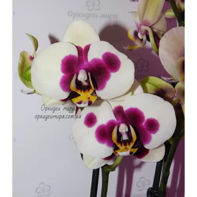 Орхидея Phal. Panda - купить, доставка Украина