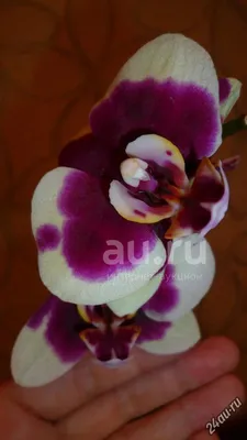 Орхидея Фаленопсис Cherry Baby 12/65: купить оптом в Москве
