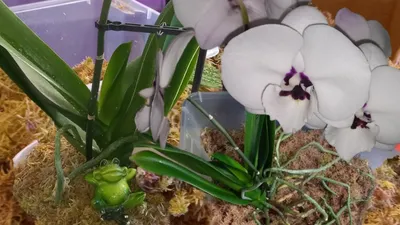 Орхидея панда купить на Зозу.ру