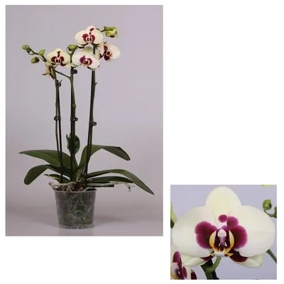 Орхидея Фаленопсис Панда 2 ствола купить в Москве