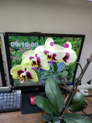 Стеновая панель ПВХ Panda 00310 Дикая орхидея панно 2700х250х8 мм комплект  4 шт, цена — купить в Москве | МВ Трейд
