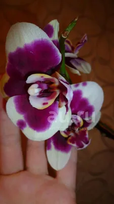 Орхидея фаленопсис - подростки крупноцветковой -12см- \"Ben Yu Panda\",м: 340  грн. - Комнатные растения Запорожье на Olx