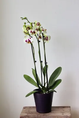 орхидея фаленопсис (Panda)отцвела — купить в Красноярске. Горшечные  растения и комнатные цветы на интернет-аукционе Au.ru